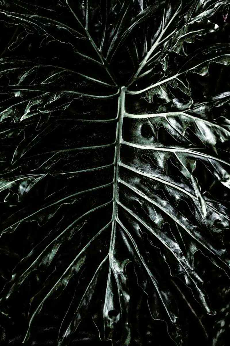 Jungle carta hahnemühle da Shot By Clint