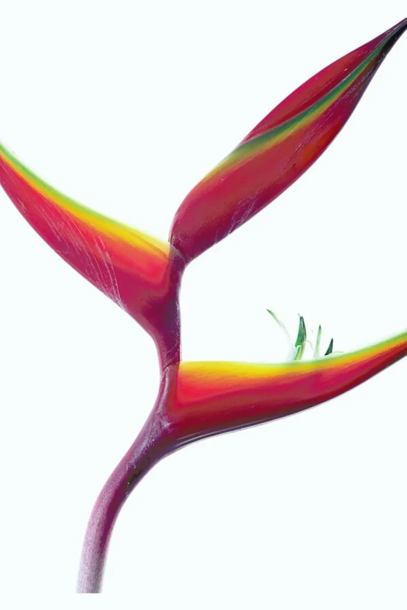 Tropical Heat 05 canvas by Shot By Clint