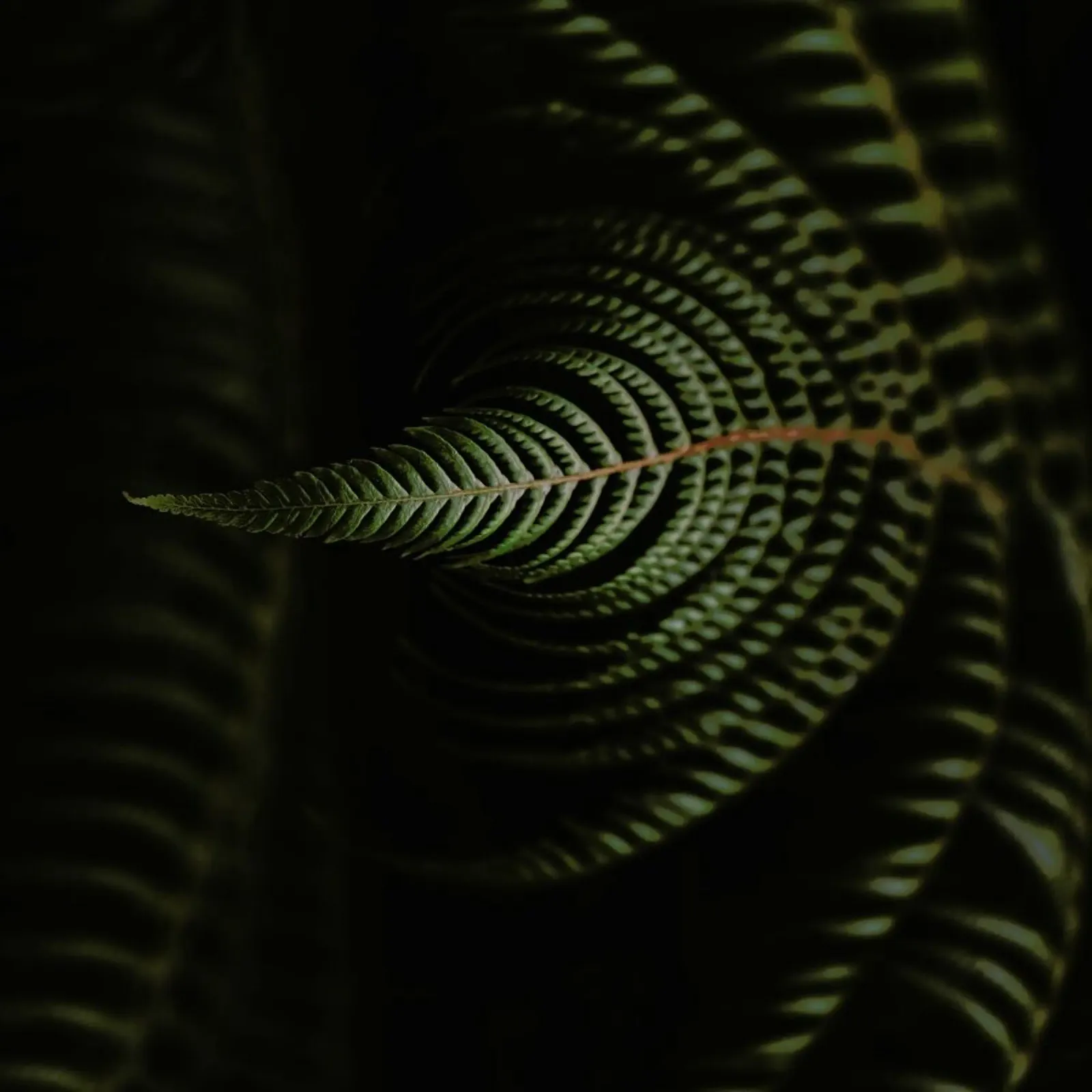 Fern 2 pellicola backlit da Nur Mut