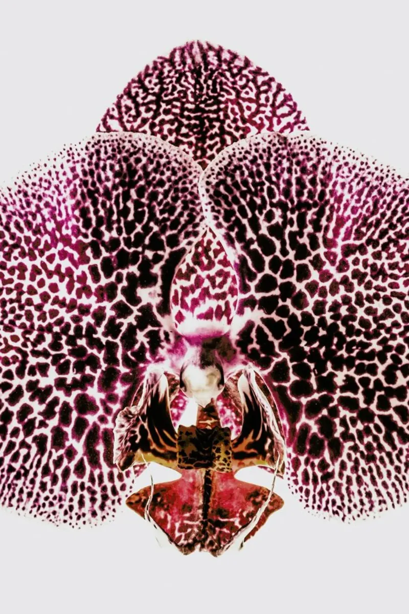 Leopard Orchid pellicola backlit da Shot By Clint