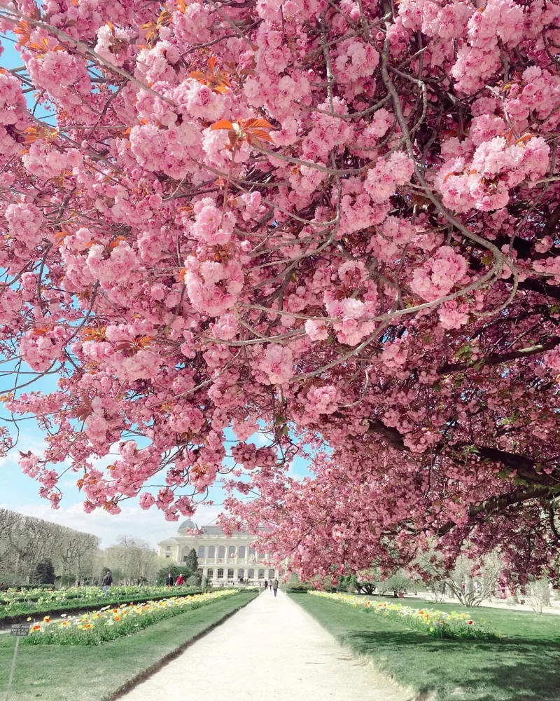 Ciliegio in fiore a Parigi, Jardin des Plantes, Primavera a Parigi poster con telaio in plastica da TheTravelClub