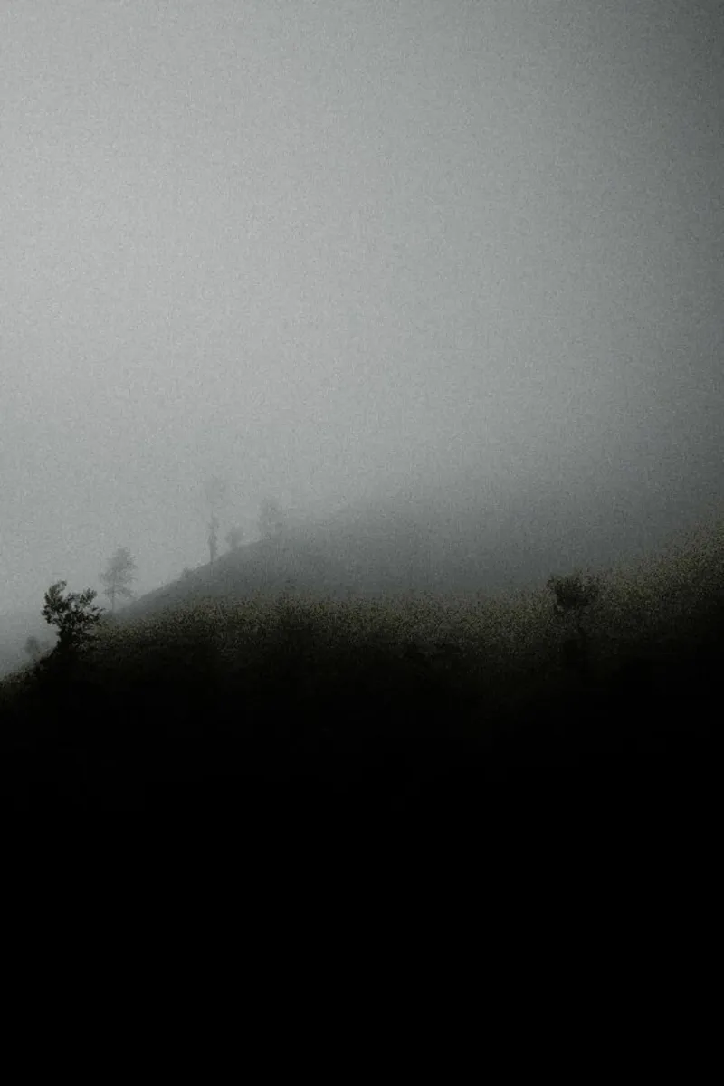 Myst Trees pellicola backlit da Chris Abatzis