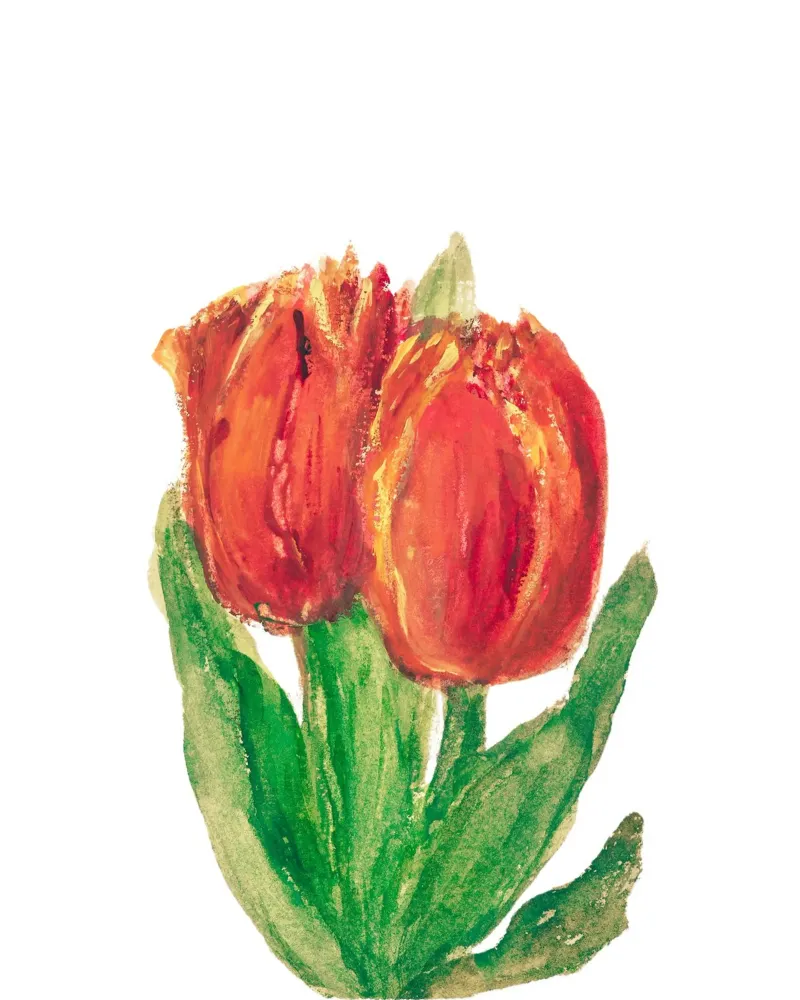 Two Red Tulips plexiglass da Second Canvas