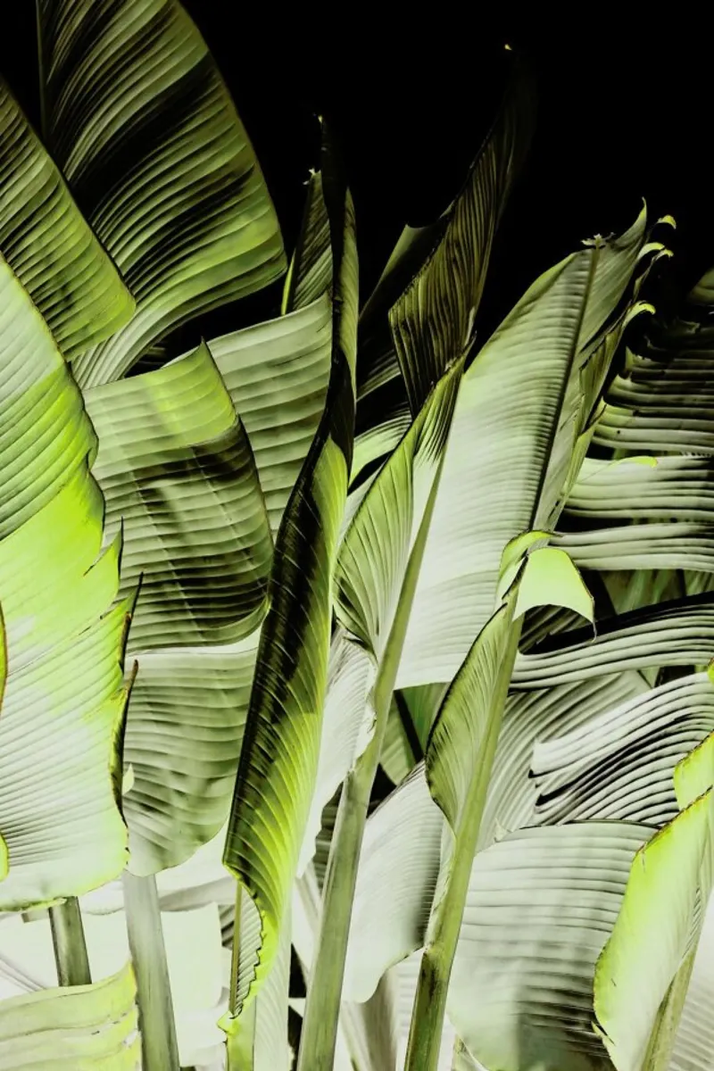 Traveller's Palm pellicola backlit da Shot By Clint