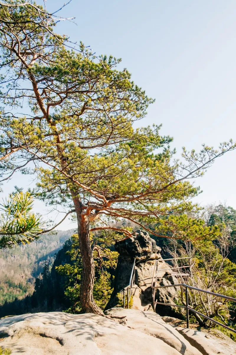 Hiking trail in the mountains - Saxon Switzerland nature photography canvas with Floater frame by Bold and Retro