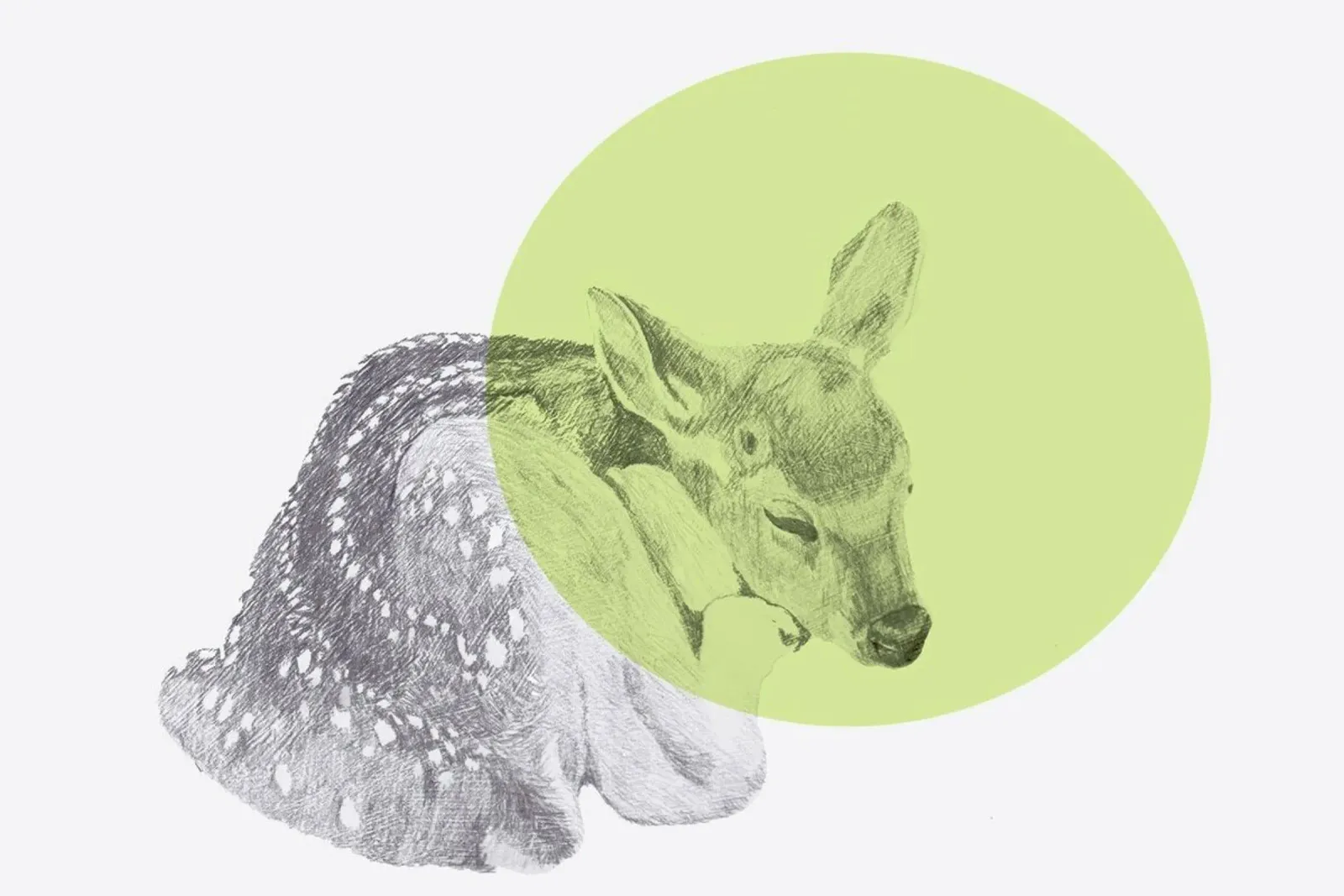 Sleeping Deer pellicola backlit da Morgan Kendall