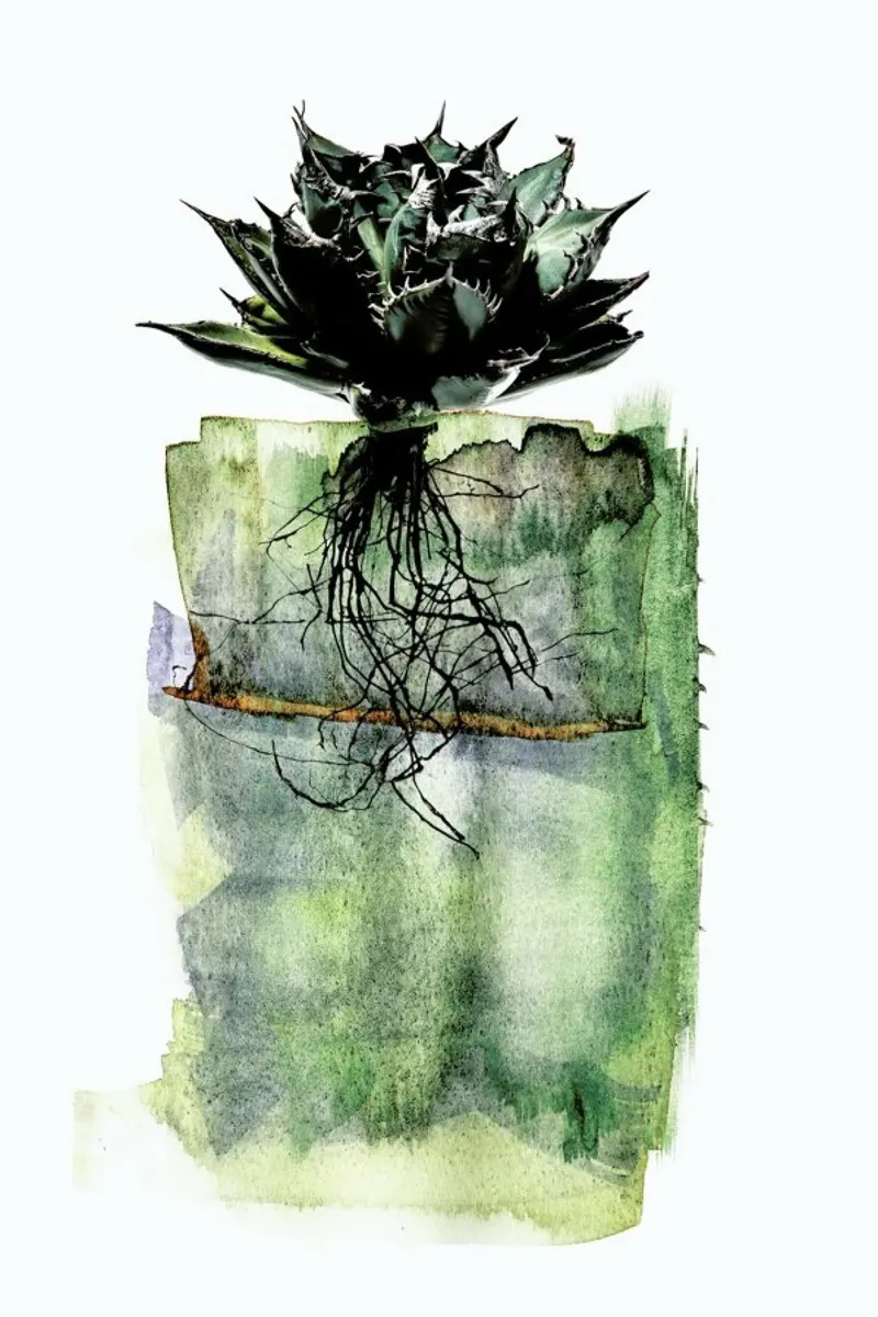 Agave pellicola backlit da Shot By Clint