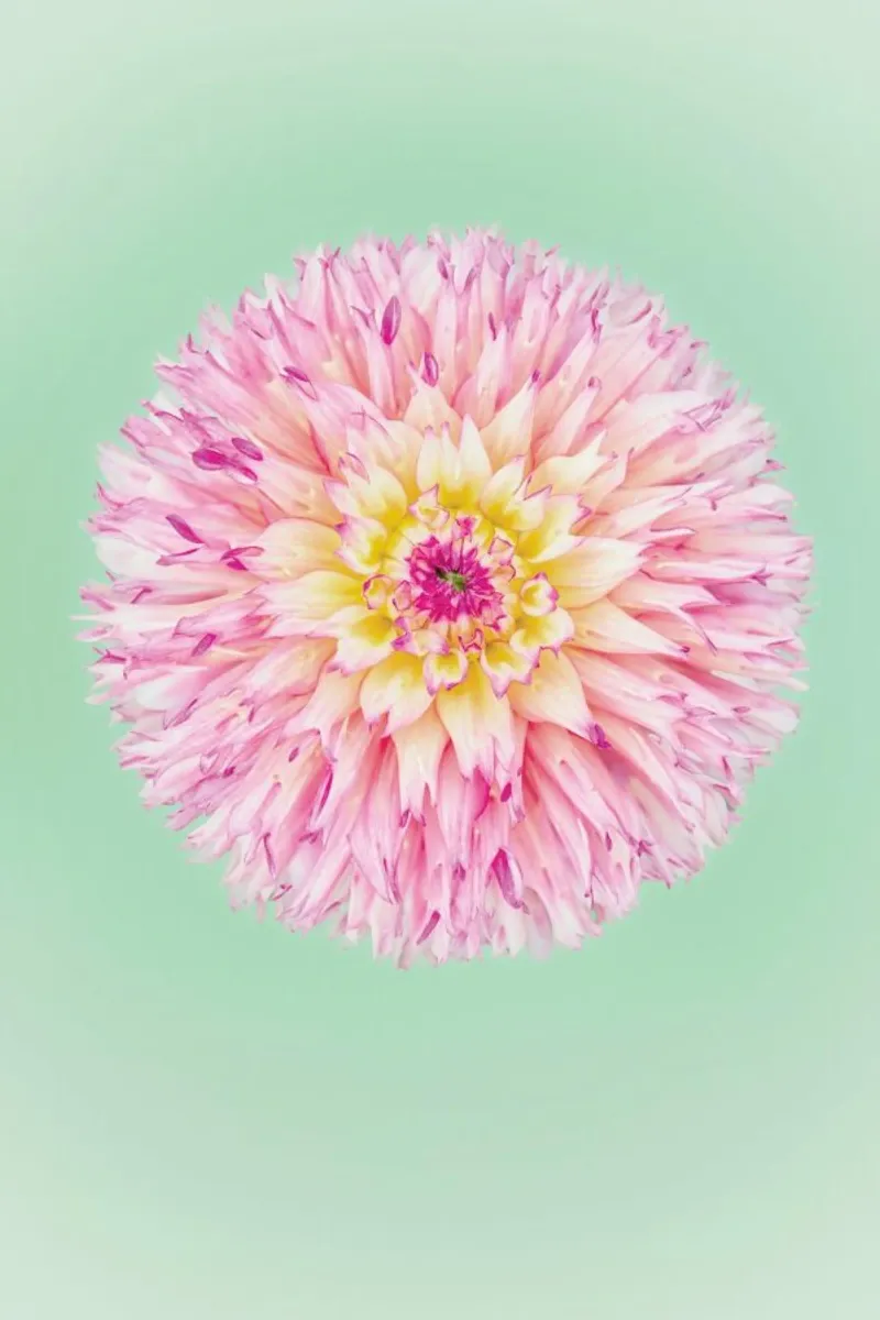 Pink Dahlia poster con telaio in plastica da Curious Collections by Marielle Leenders