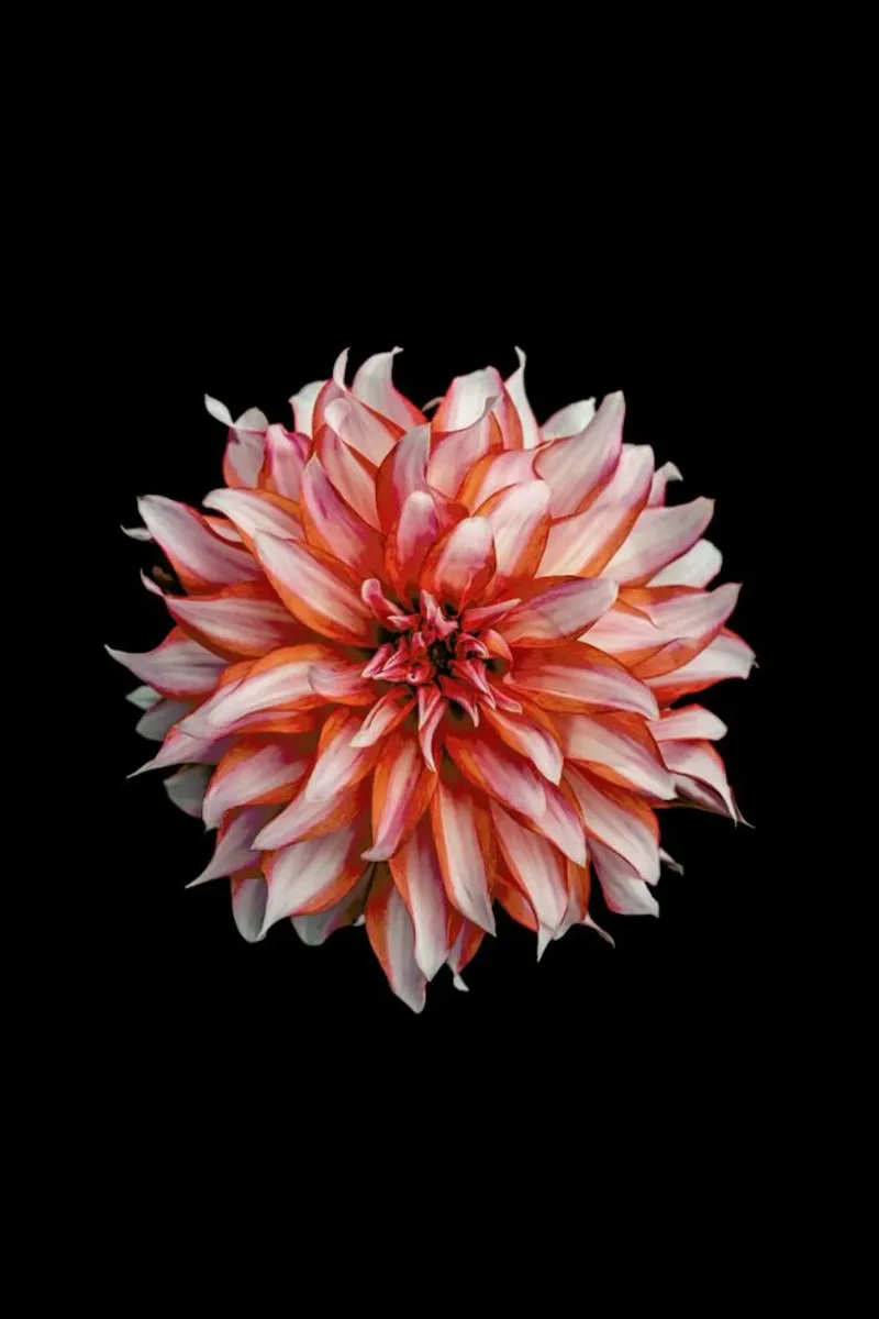 Devil Dahlia pellicola backlit da Curious Collections by Marielle Leenders