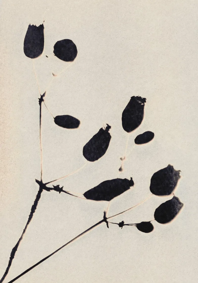 Fiori selvatici in fiore carta hahnemühle da Alisa Galitsyna
