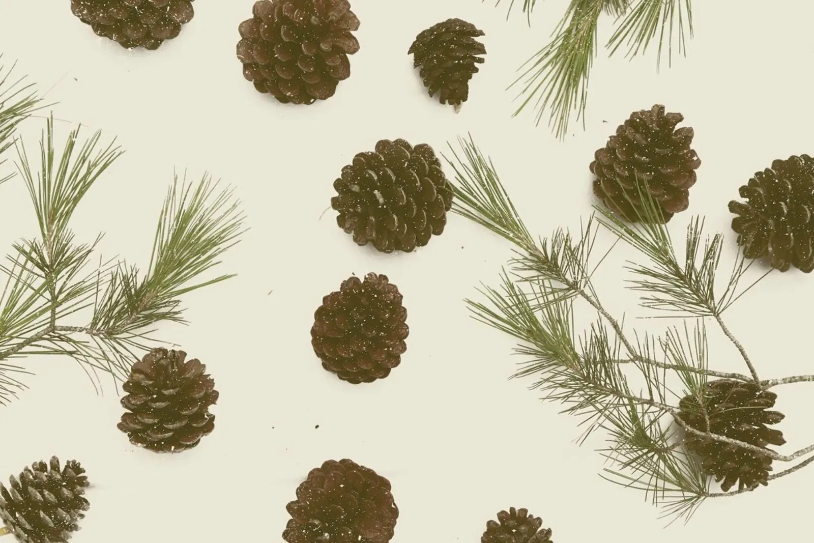 Merry Christmas Pinecones poster de Florent Bodart