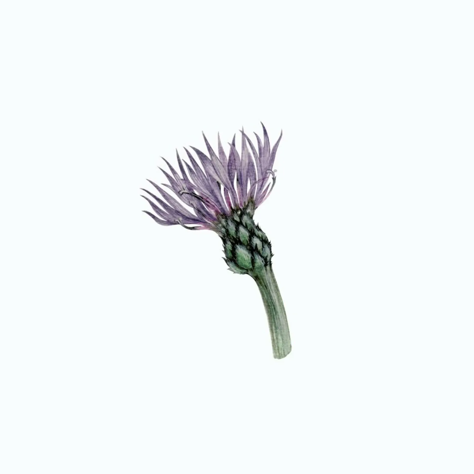 Cornflower carta hahnemühle da Maria Vdovichenko