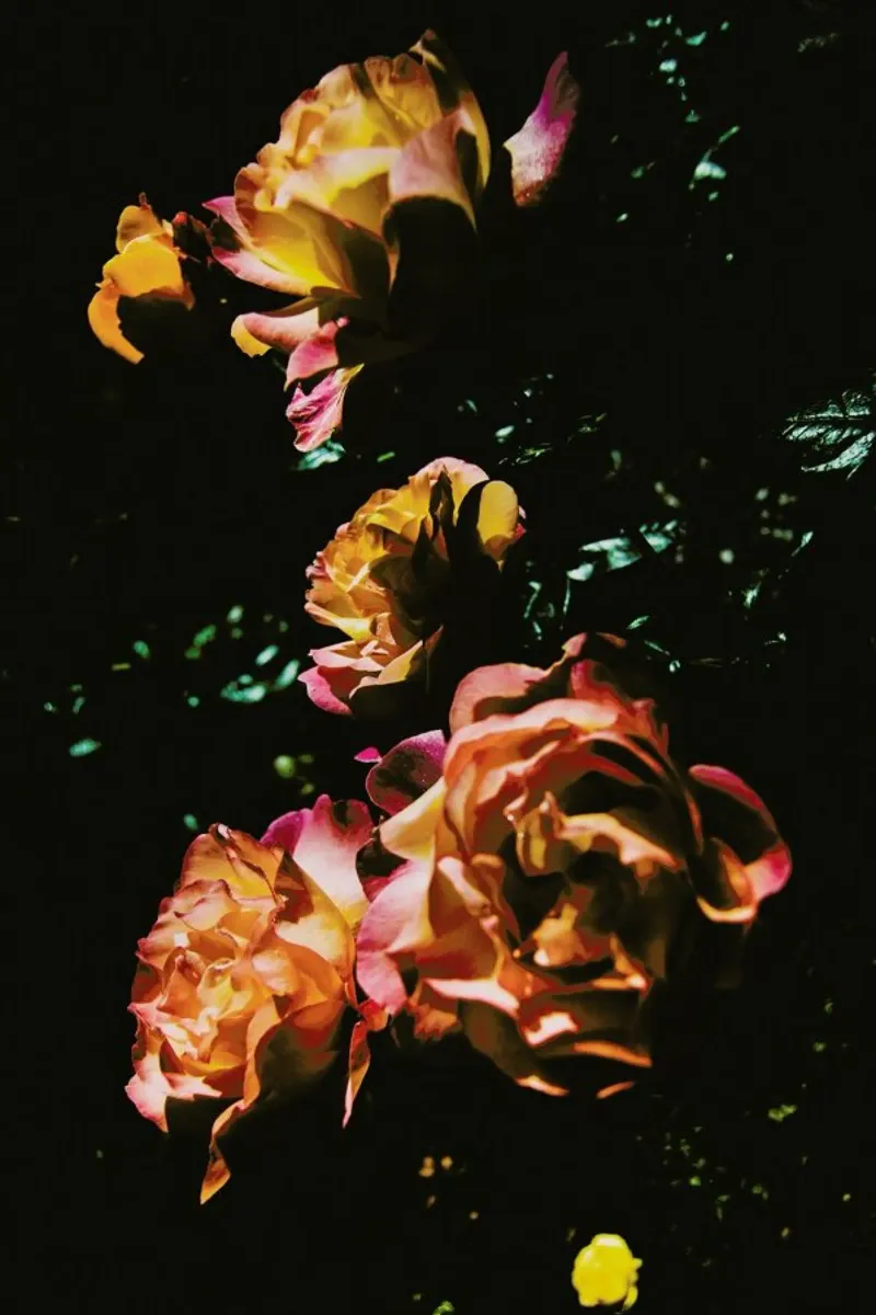 The Rose poster con telaio in legno da Pale Grain