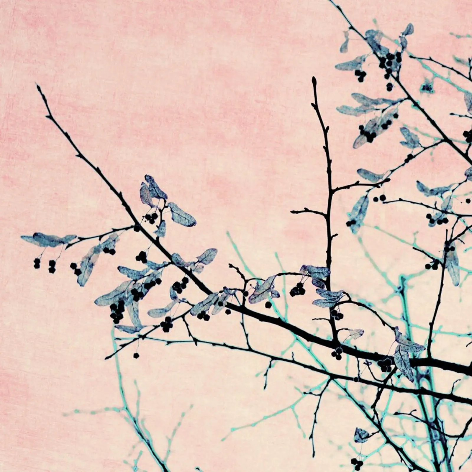 Winter Berries I poster con telaio in alluminio da Ingrid Beddoes