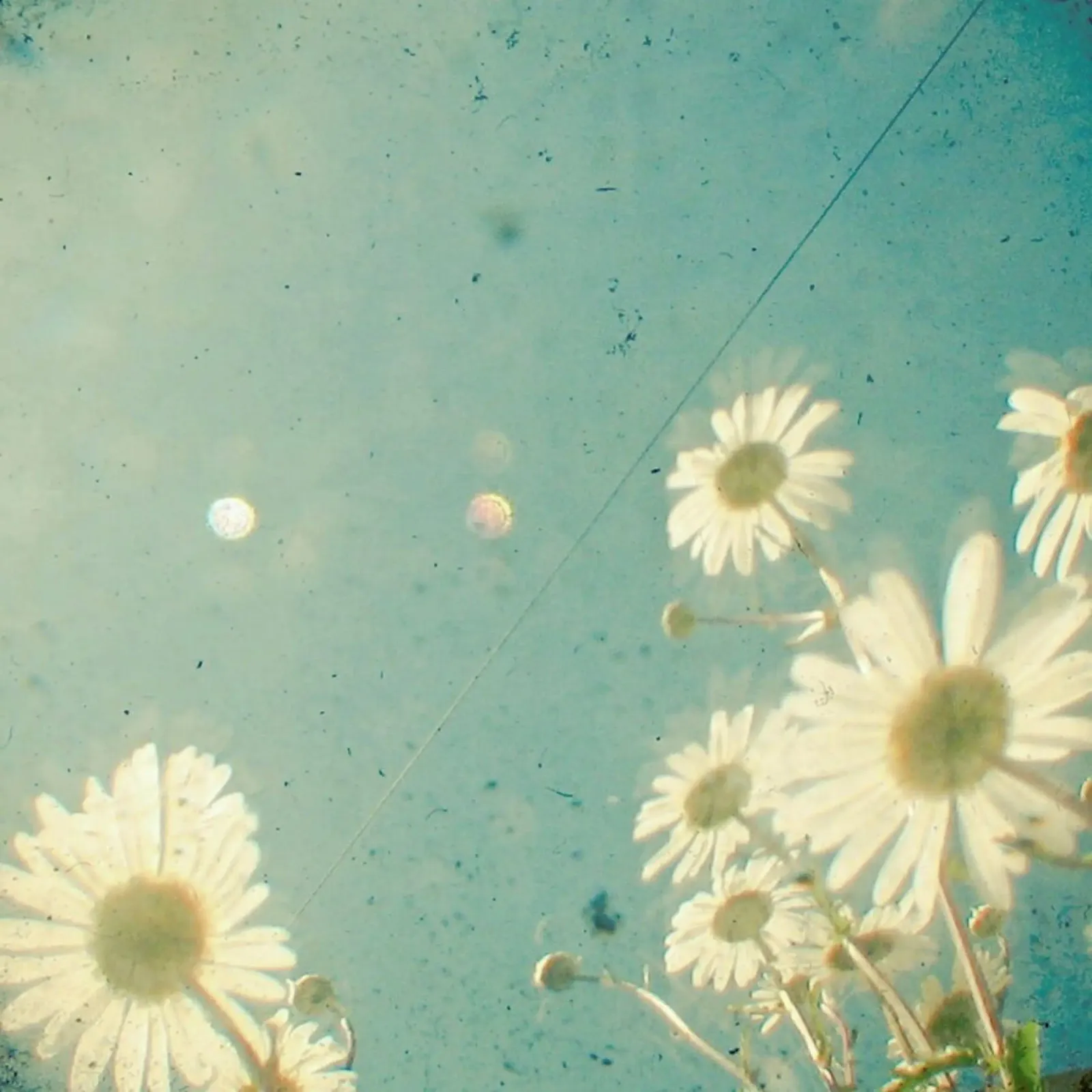 Sogno ad occhi aperti pellicola backlit da Cassia Beck Photography
