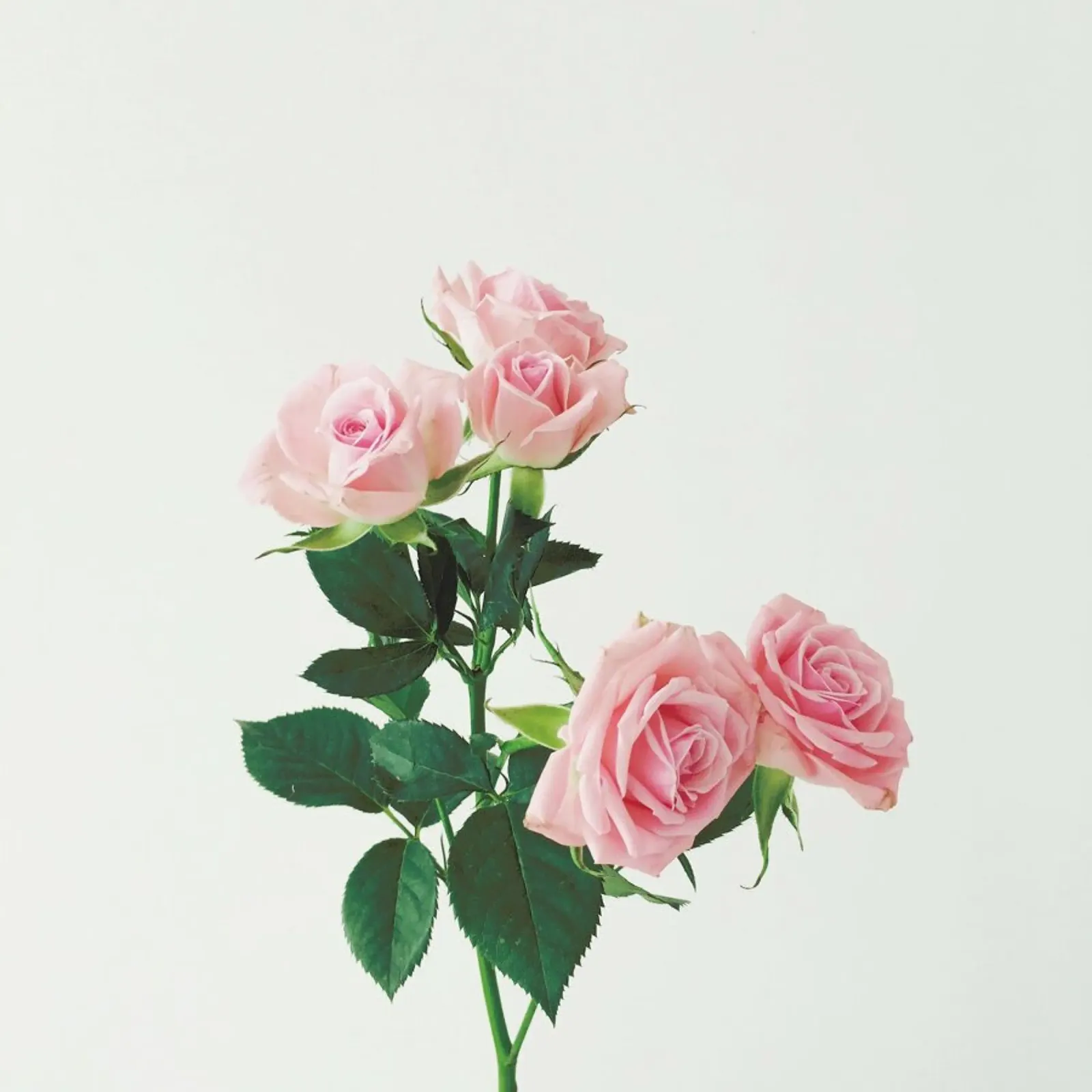 Rosas de primavera hahnemühle de Cassia Beck Photography