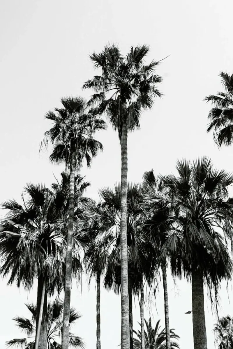 Sabal Palmetto II pellicola backlit da Victoria Frost