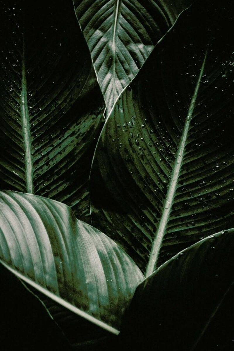 Palm Drops Poster von Chris Abatzis