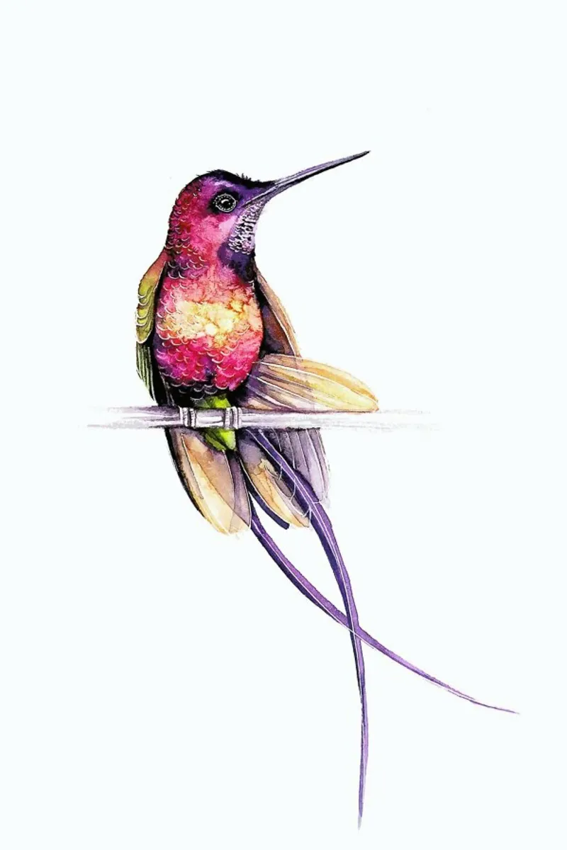 Hummingbird carta hahnemühle da Karolina Kijak