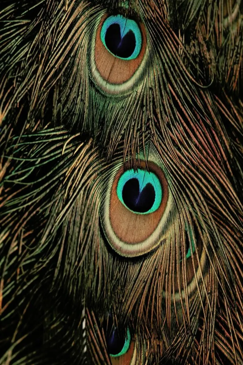 Peacock Feathers pellicola backlit da Ingrid Beddoes