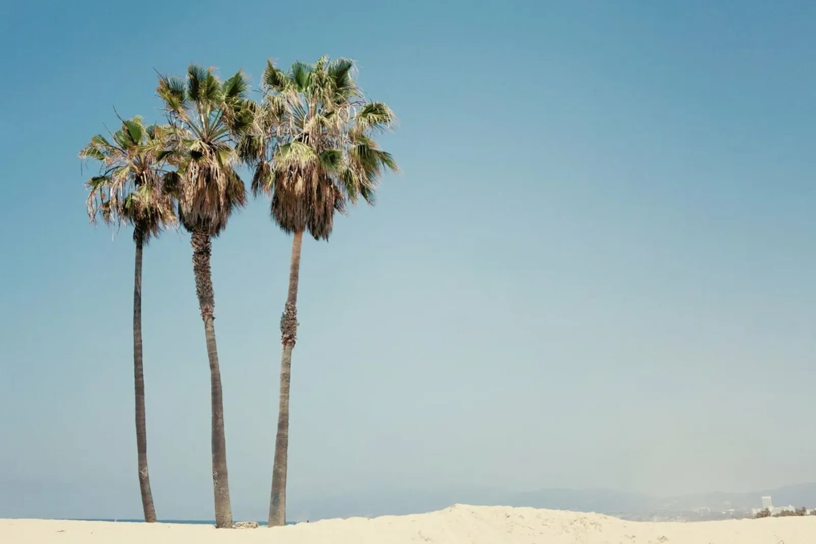 Venice Beach Palms pellicola backlit da Catherine McDonald