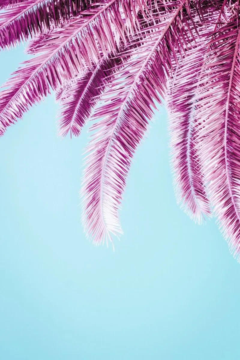 Pink Palm Trees pellicola backlit da Victoria Frost