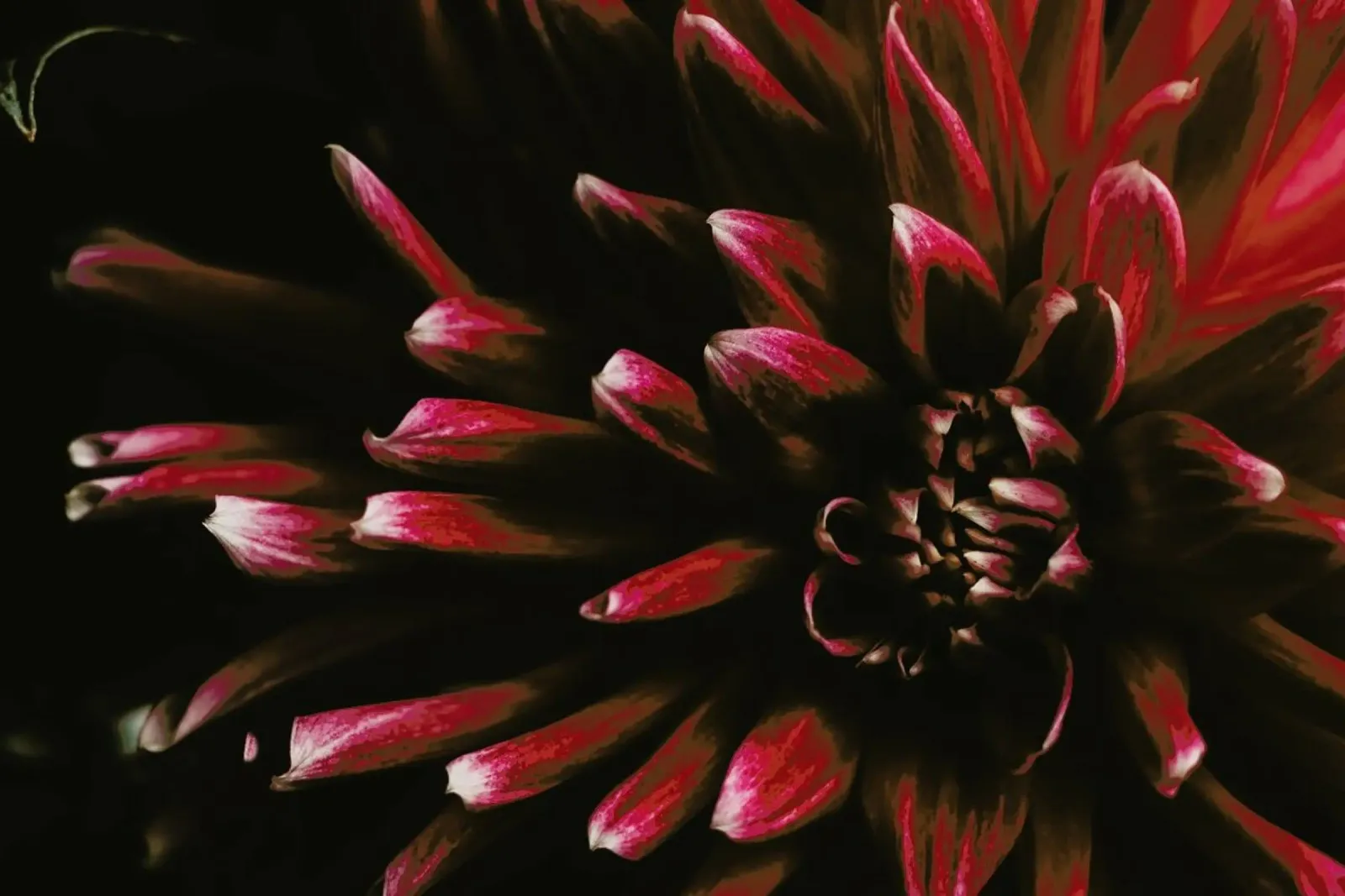 Ruby Red Dahlia pellicola backlit da Ingrid Beddoes