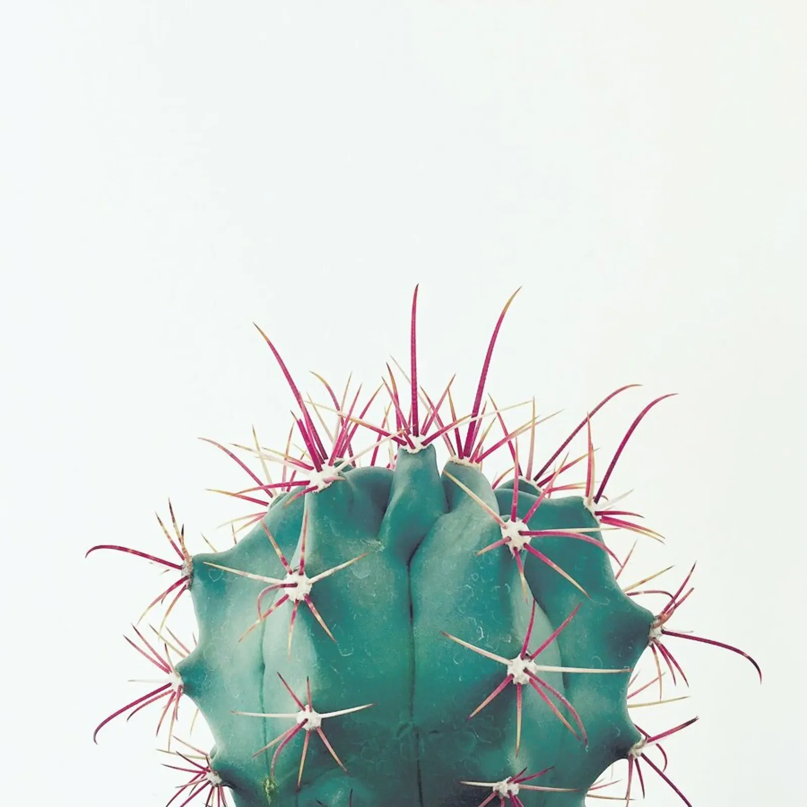 Ferocactus carta hahnemühle da Cassia Beck Photography