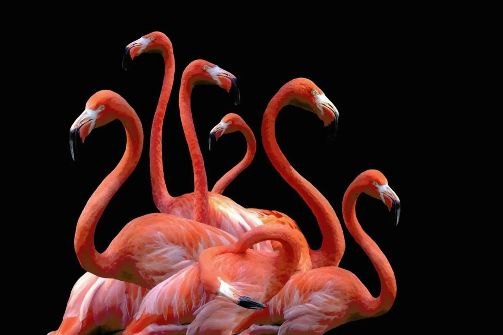 Flamingo Band by @nodar pellicola backlit da EyeEm Mobile GmbH