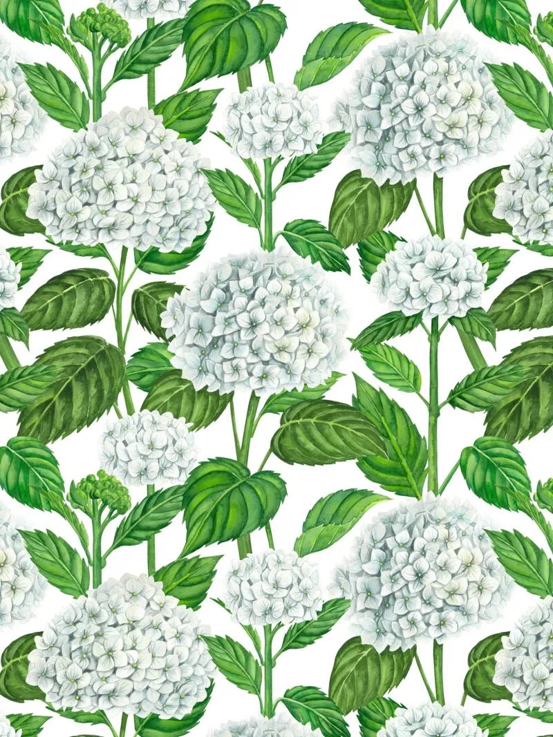 Witte hortensia aquarel, groene bladeren op wit poster met kunststof frame van Painted Nature