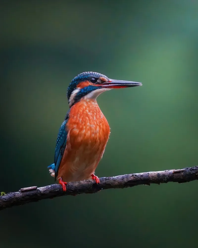 Martin pescatore pellicola backlit da Tom's Wildlife