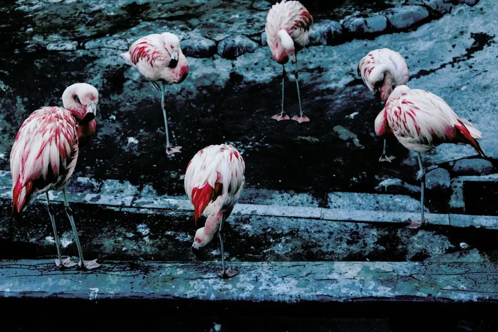 Flamingos by @esspeshal pellicola backlit da EyeEm Mobile GmbH