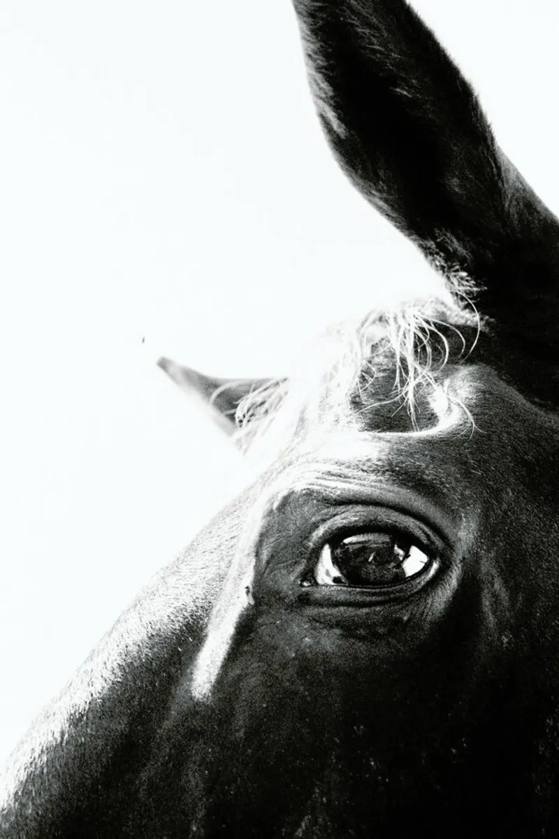 Eye of the Beholder pellicola backlit da Victoria Frost