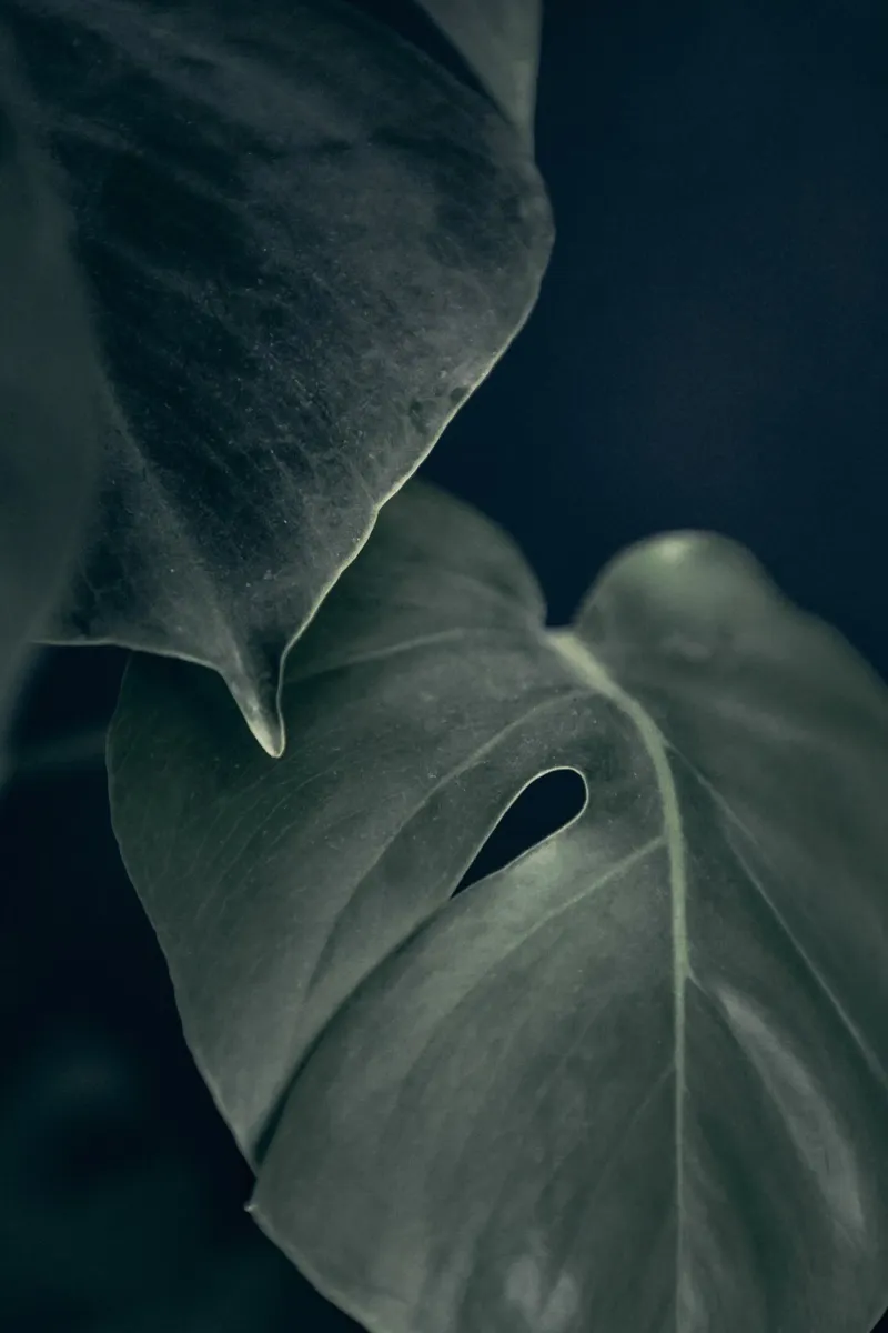 Moody Monstera 1 pellicola backlit da Klaus with K
