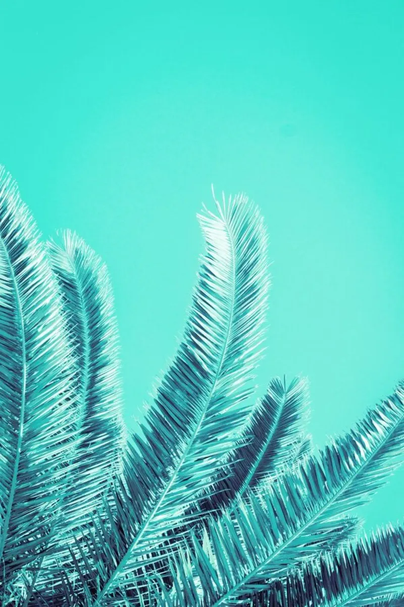 Green Palm Trees pellicola backlit da Victoria Frost