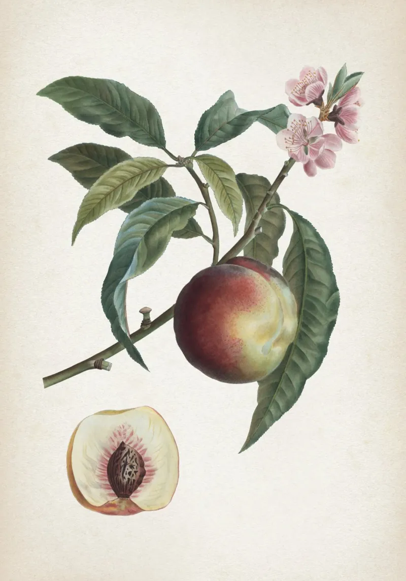 Vintage Redouté 1 Persica Vulgaris plexiglas de Vintage Print Collection