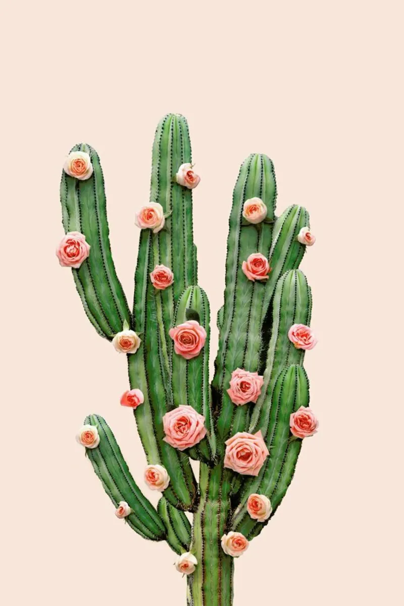 Cactus Roses poster con telaio in legno da Paul Fuentes Design