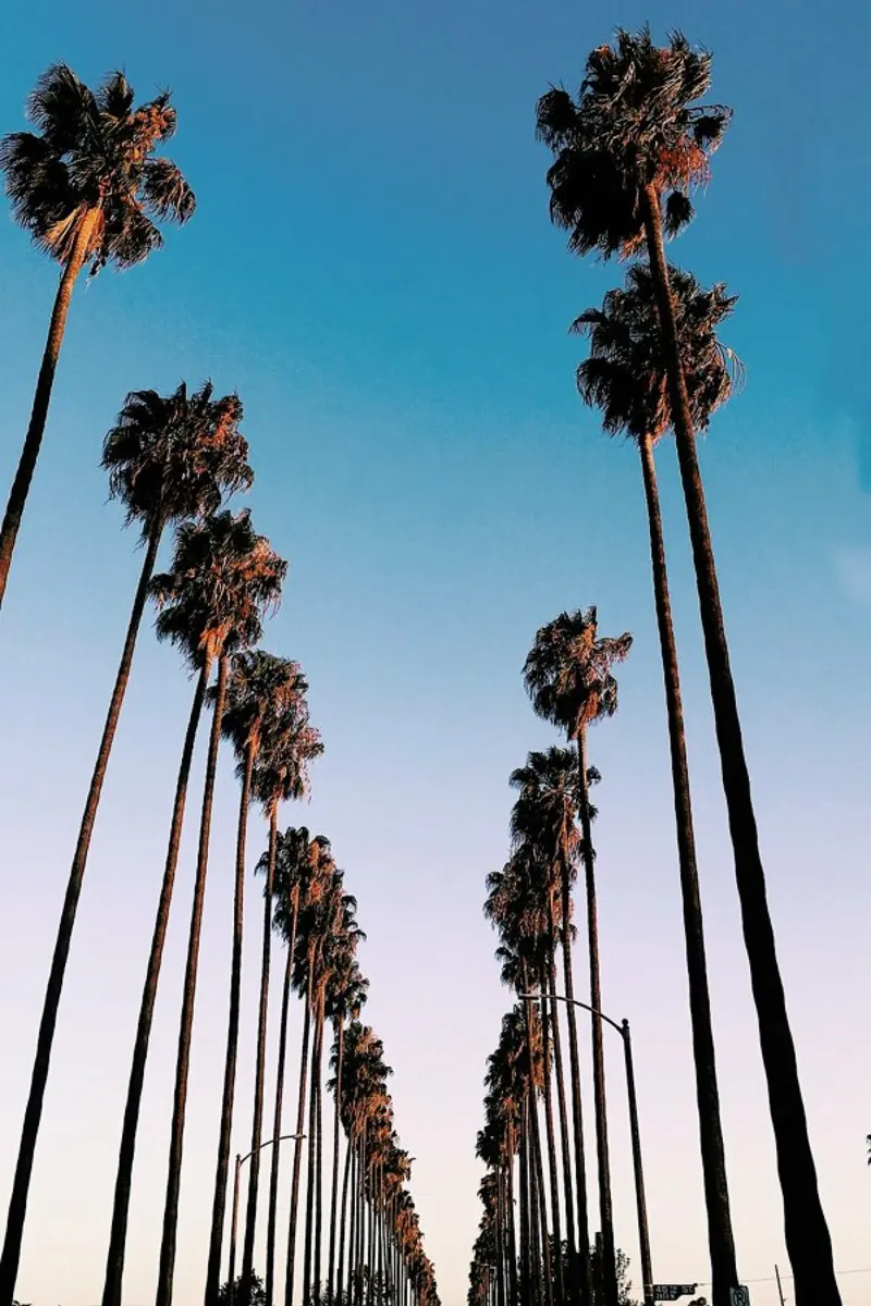 Wanna Be in LA by @samfn pellicola backlit da EyeEm Mobile GmbH
