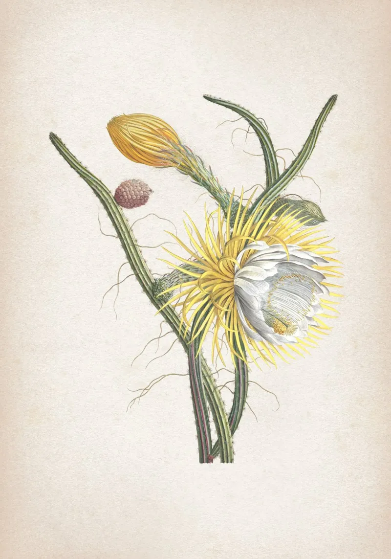 Vintage Ehret 1 Cereus Gracilis poster con telaio in plastica da Vintage Print Collection