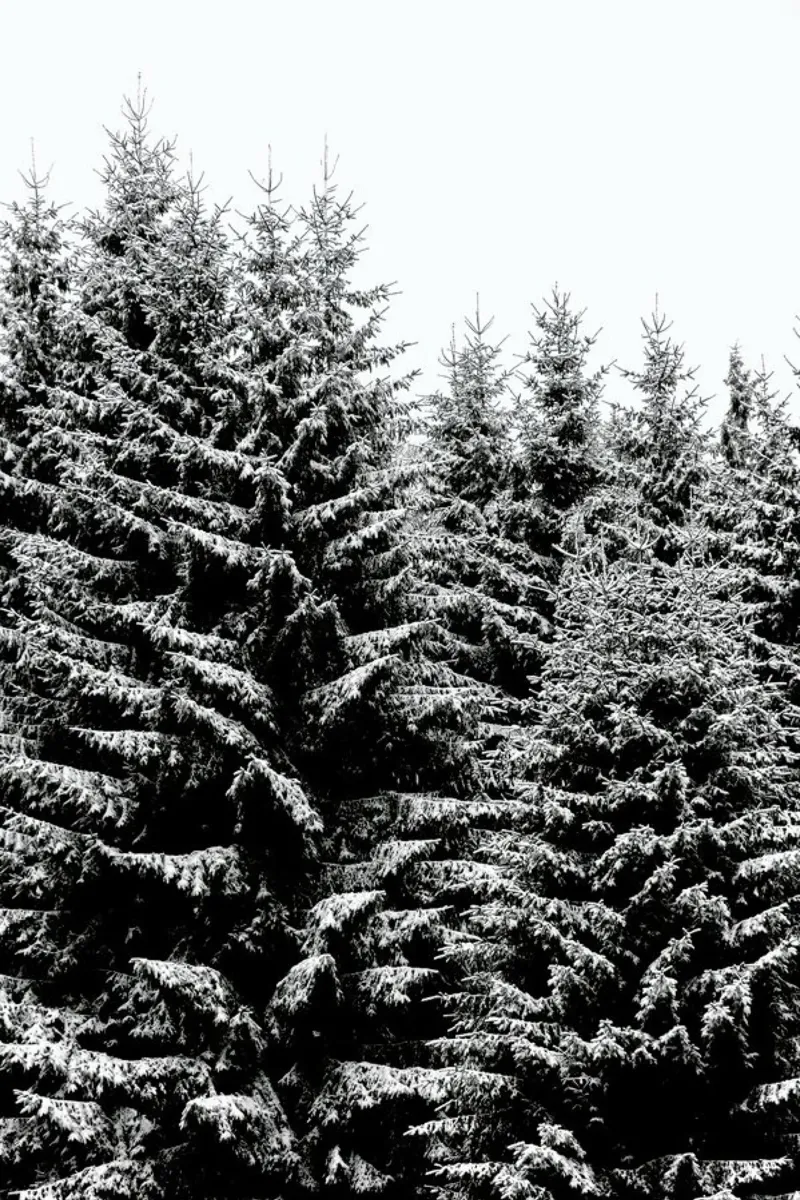 Snowy Christmas Trees pellicola backlit da Studio Nahili