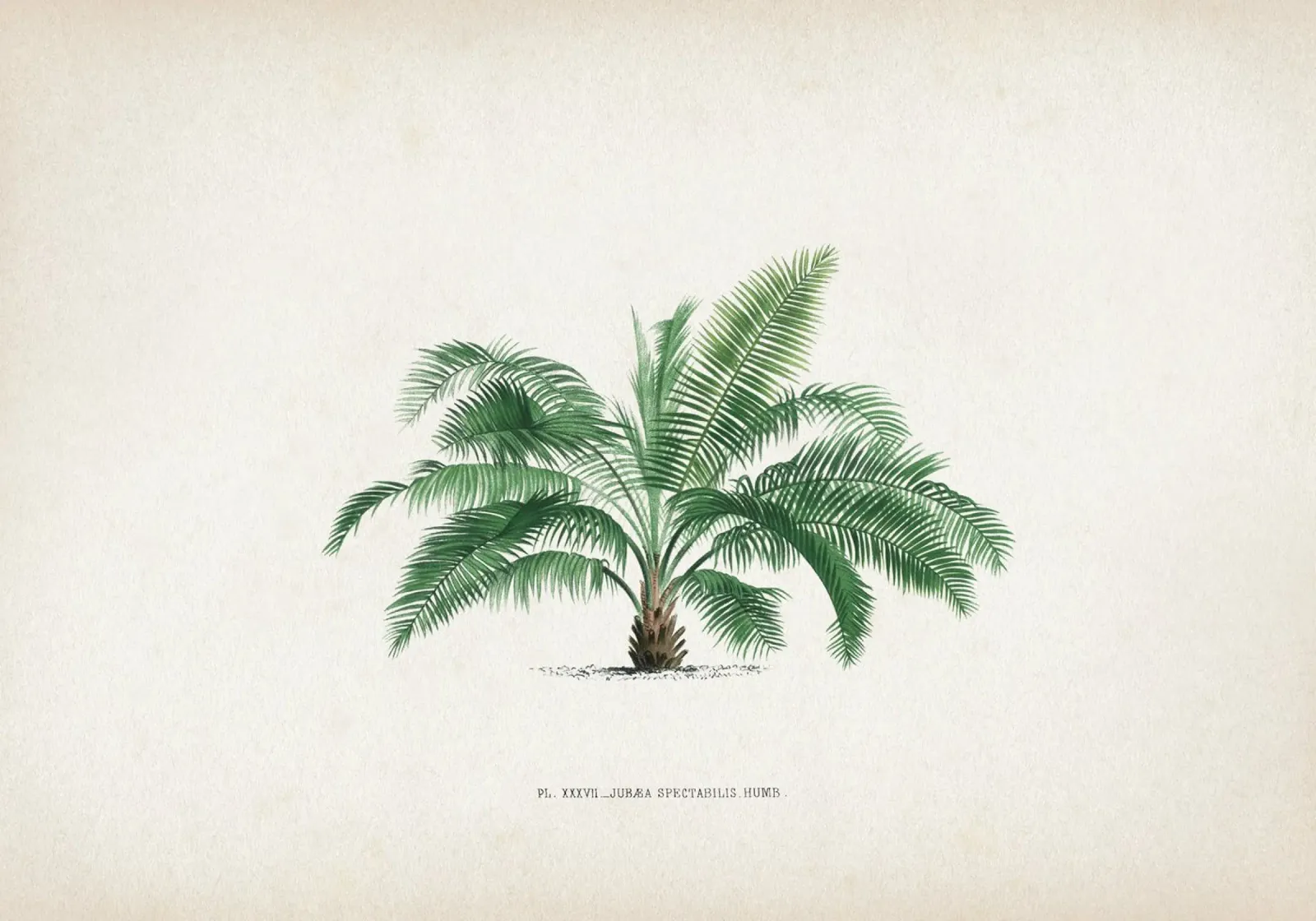 Vintage Kerchove 1 Les Palmiers 37 poster con telaio in plastica da Vintage Print Collection