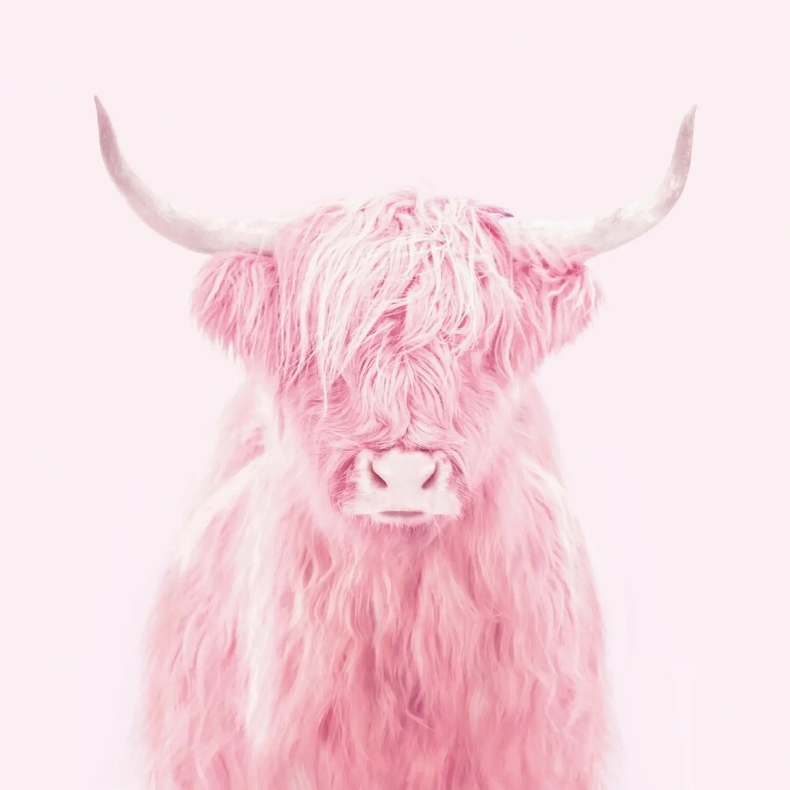 Highland Cow pellicola backlit da Paul Fuentes Design