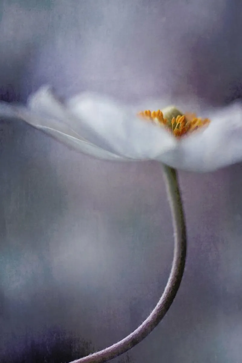 The Beauty Within - Priska Wettstein carta hahnemühle da Pictufy