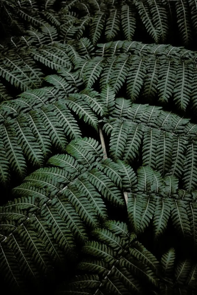 Tropical Garden 4/5 carta hahnemühle da Studio Nahili