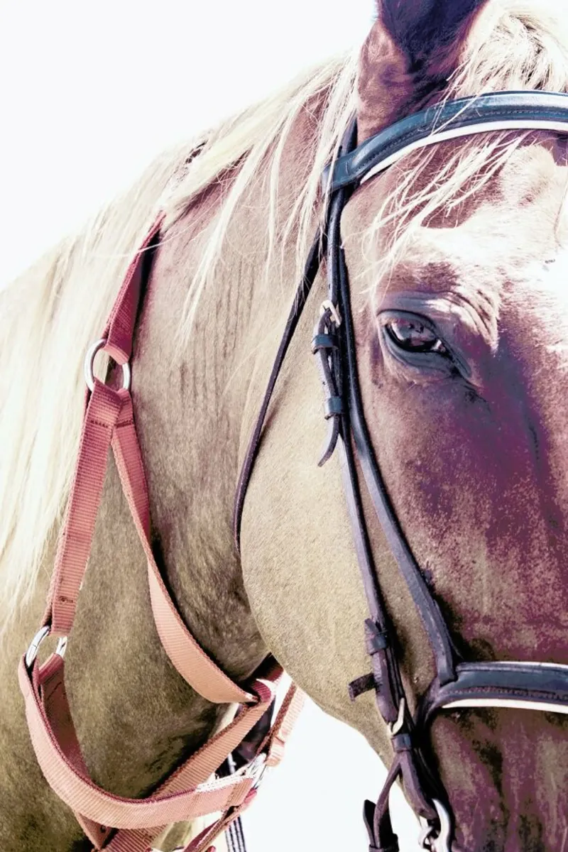 Horses II pellicola backlit da Victoria Frost