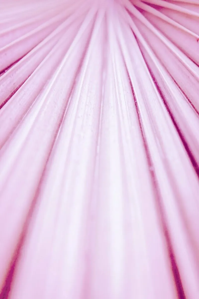 Pink Palm poster da Victoria Frost