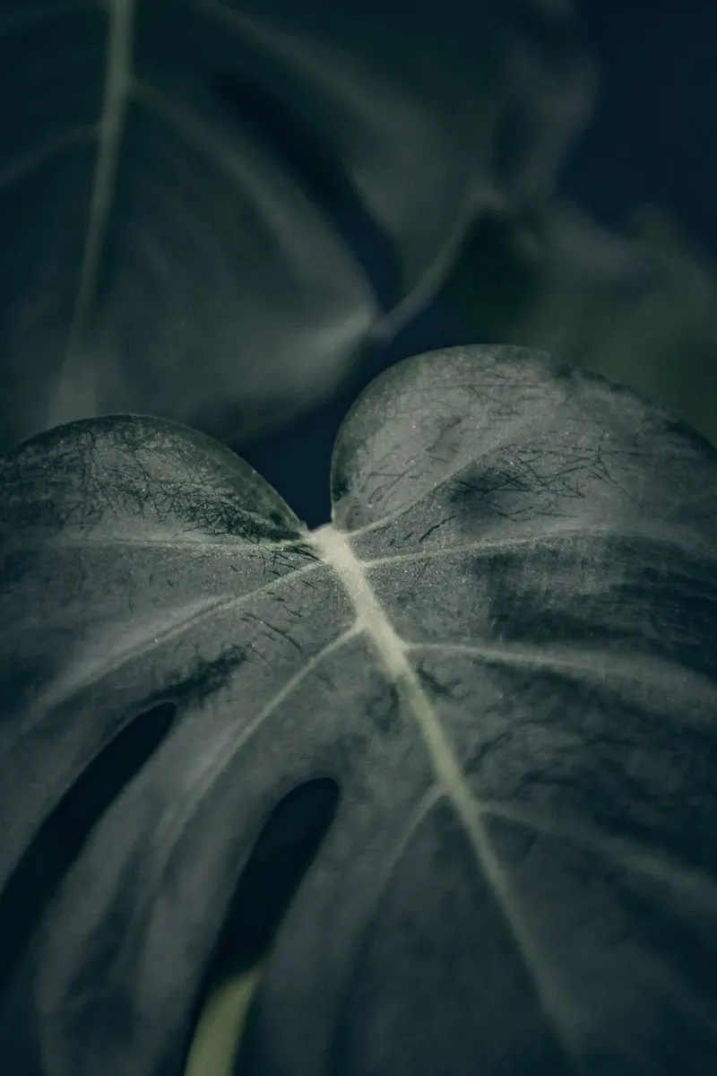 Moody Monstera 2 pellicola backlit da Klaus with K