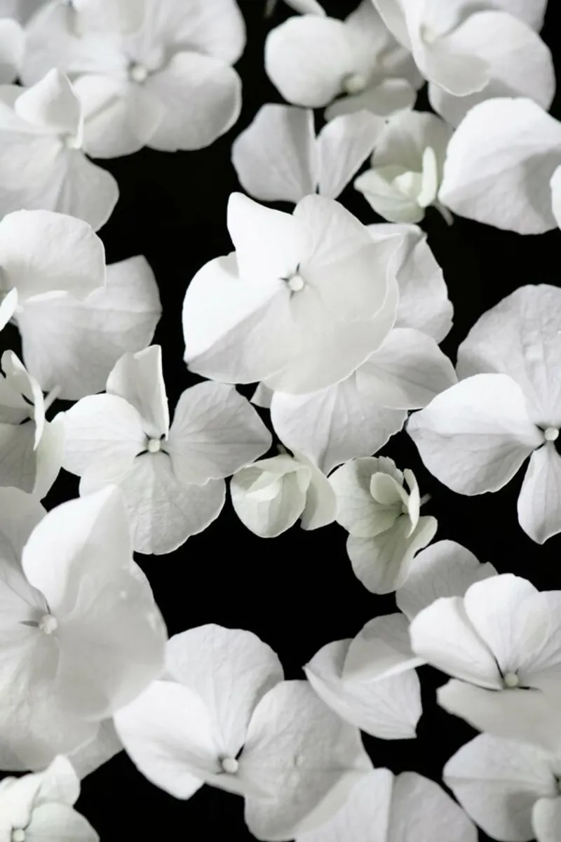 White Beauty On Black tela da Studio Nahili
