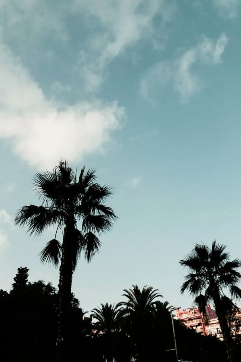 Palms XI pellicola backlit da Sebastian Hilgetag