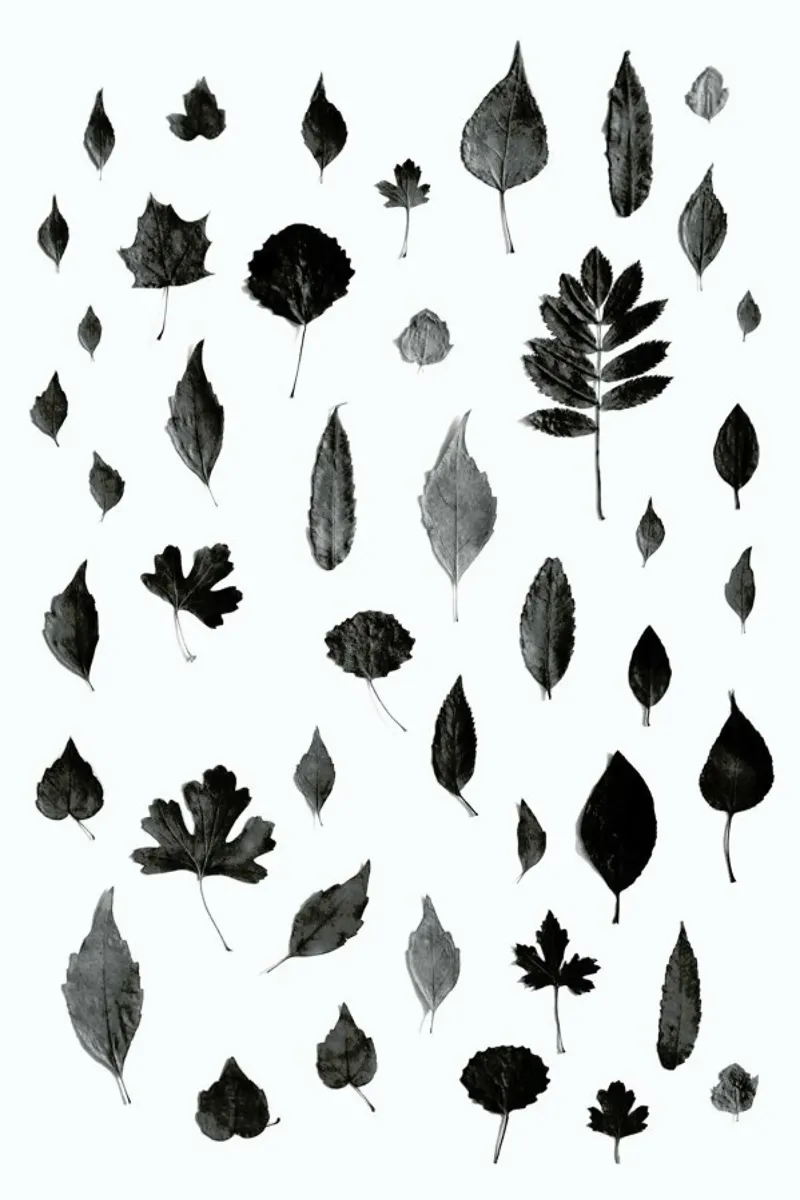 Signs Of Autumn- Black pellicola backlit da Studio Nahili